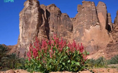 How Saudi Arabia’s native wildflowers play a vital role in sustainability