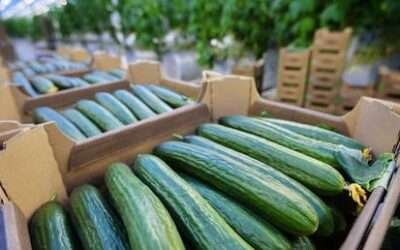 Polish farmers call for Russian cucumber ban
