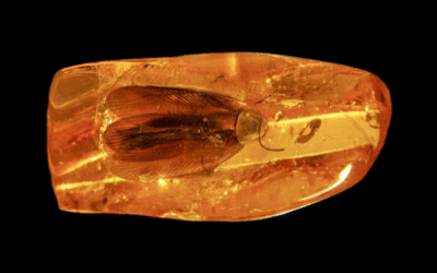 Russian miners find 40-million-year-old cockroach (VIDEO)