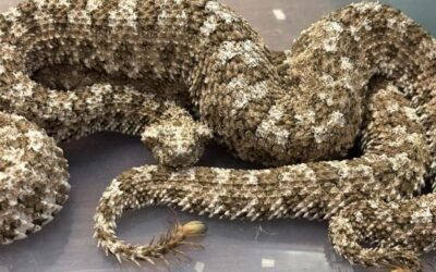 Snakes on a plane: Indian smuggler caught with venomous vipers