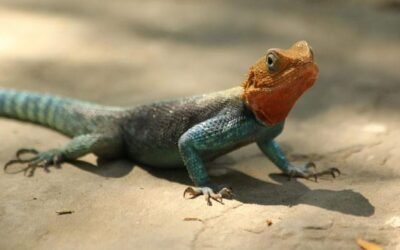 Indian wildlife smuggler stopped at customs with 100 exotic animals