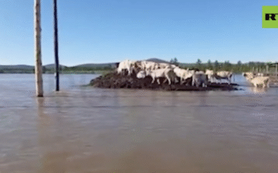 Summer floods wreak havoc in Russian Far East region (VIDEOS)