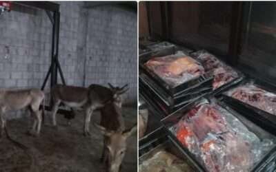 50 donkeys, tonne of meat seized as slaughter racket busted in Islamabad