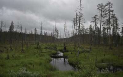 To defend against Russian tanks, Finland and Poland consider restoring wetlands