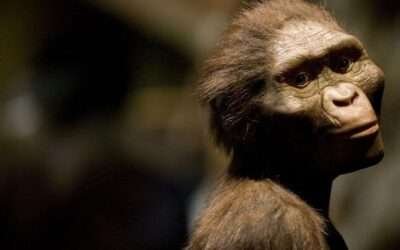 The Bright Side: 3-million-year-old remains of human ancestor get first European showing in Prague