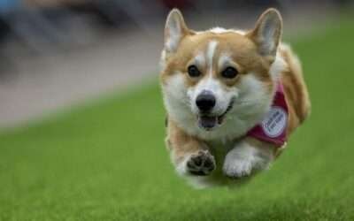 The Bright Side: Welsh corgis from all over Europe go head to head in Vilnius races