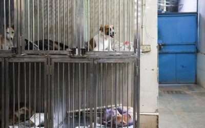 India’s top court allows release of picked-up stray dogs in Delhi after sterilisation