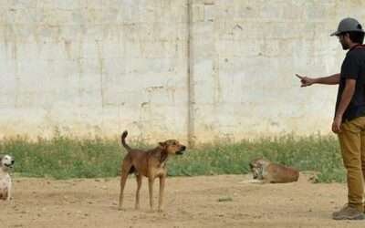 Six die from rabies in Karachi between May-August