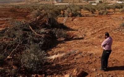 No olive branch for Gazans as Israel bulldozes hundreds of trees in West Bank