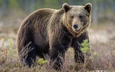 Russia is a bear, not a ‘paper tiger’ – Kremlin to Trump