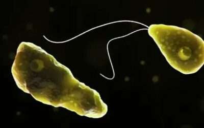 India health alert after deadly ‘brain-eating’ amoeba rise