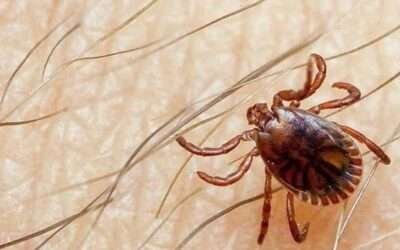 Congo virus toll climbs to 6 in Sindh, with 5 deaths reported from Karachi