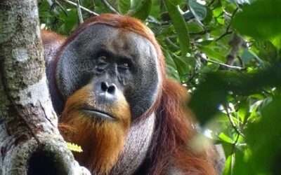 India mega-zoo in spotlight again over animal acquisitions